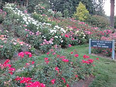 International Rose Test Garden in Portland, Ore. (2013) - 07