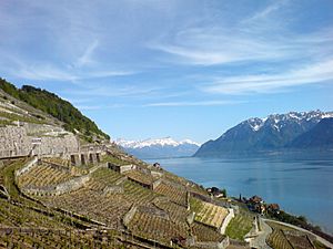 Archivo:Lake Geneva from Lavaux