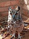 Lechuzon orejudo (zoológico de Paraguaná).jpg