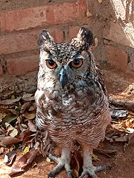 Archivo:Lechuzon orejudo (zoológico de Paraguaná)