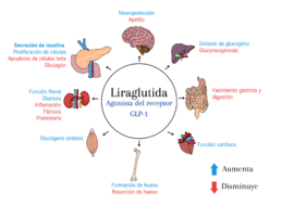 Archivo:Liraglutida (1)