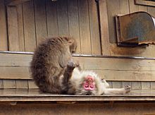 Archivo:Macaca fuscata at Monkey Park in Arashiyama