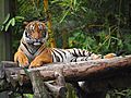 MalayanTiger