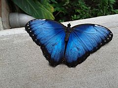 Mariposa Morpho. Costa Rica