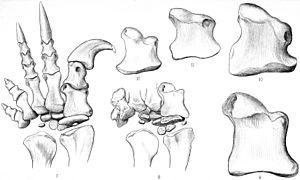 Archivo:Massospondylus synonym bones