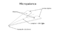 MicropalancaAFM