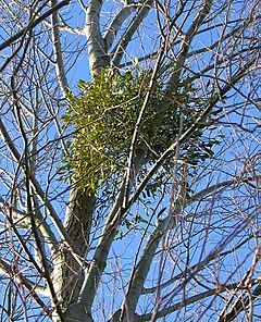 Archivo:Mistletoe in White Poplar 1