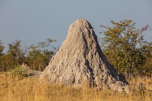 Archivo:Montículo de termitas, delta del Okavango, Botsuana, 2018-07-31, DD 15