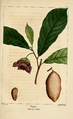 NAS-060 Asimina triloba