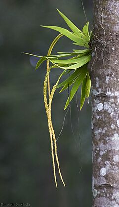 Oberonia sp. Nagara Hole National Park, India.jpg