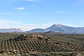 Paisaje de olivar 24J 05