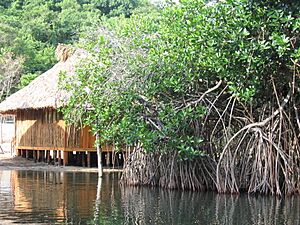 Archivo:Palafito y manglar Chacahua Mexico
