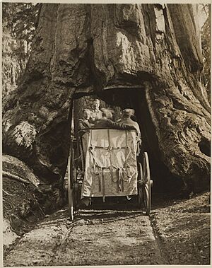 Archivo:President Theodore Roosevelt Driving Through the Wawona Tunnel Tree, in Yellowstone National Park (14994749857)