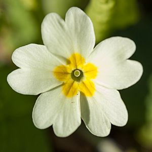 Archivo:Primula vulgari closeup