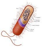 Archivo:Prokaryote cell
