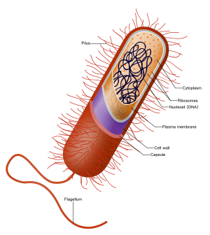 Archivo:Prokaryote cell