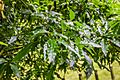 Quercus canbyi x Q. xalapensis in Hackfalls Arboretum (2)