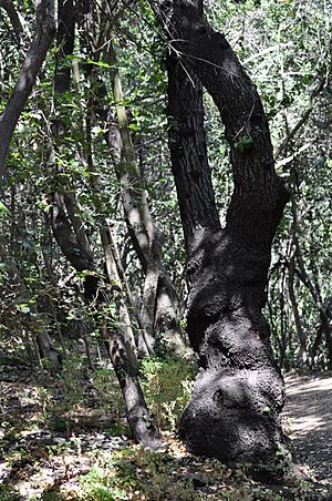 Archivo:Quillaja saponaria (quillay) Parque Nacional La Campana