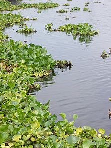 Archivo:Roodeplaat Dam-Water Hyacinths-02