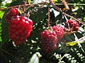 Rubus glaucus detalle frutos