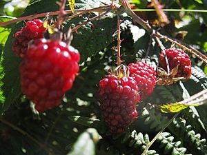 Archivo:Rubus glaucus detalle frutos
