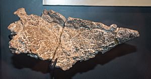 Archivo:Sauropelta edwardsorum armor plate - Museum of the Rockies