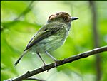 Archivo:Scale-crested Pygmy-Tirant