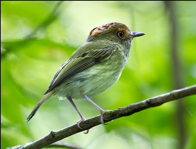 Scale-crested Pygmy-Tirant