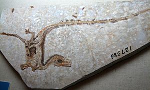 Archivo:Sinosauropteryxfossil
