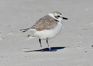 Archivo:Snowy plover (winter plumage)