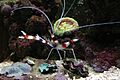 Stenopus hispidus atacando