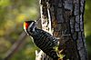 Striped Woodpecker.jpg