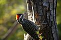Striped Woodpecker