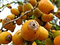 Syagrus romanzoffiana Fruit