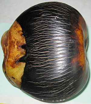Archivo:Tal palm (Borassus flabellifer) fruit