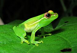 Tlalocohyla celeste; Tapir Valley tree frog.jpg