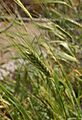 Triticum-monococcum-ear
