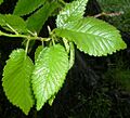 Ulmus minor subsp minor