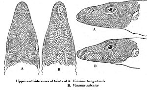 Archivo:Varanus