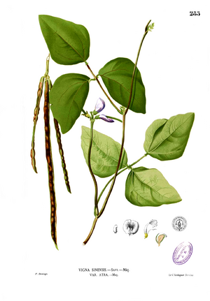 Archivo:Vigna unguiculata Blanco2.285