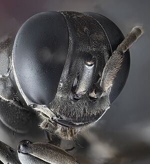 Archivo:Wasp head detail