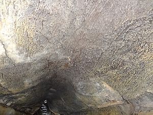 Archivo:(lava tunnel) El Chato Reserve, Santa Cruz Highlands, Galápagos), inside view pic i