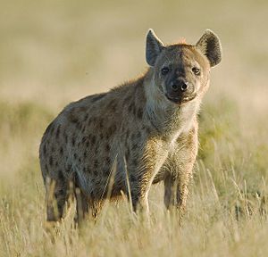 2011-Spotted Hyena.jpg