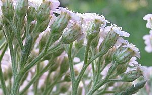 Achillea millefolium receptáculo.jpg