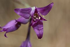 Archivo:Allium acuminatum 2885