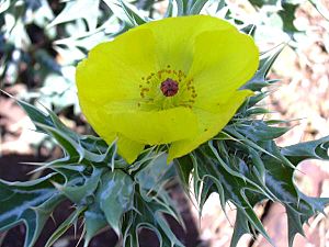 Archivo:Argemone mexicana 02