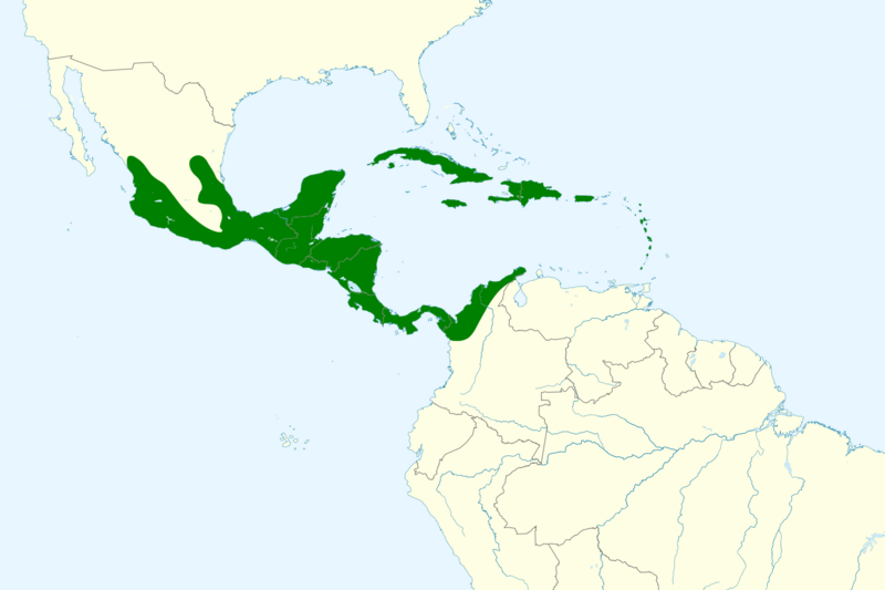 Artibeus jamaicensis map