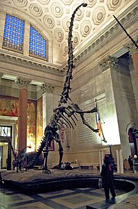 Archivo:Barosaurus mount 1