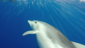 Archivo:Bottlenose dolphin, Azores (51841112505)