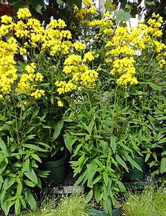 Archivo:Calceolaria integrifolia